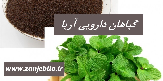 تخم بارهنگ افغانستان