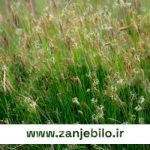 مشاوره خرید عمده تخم بارهنگ