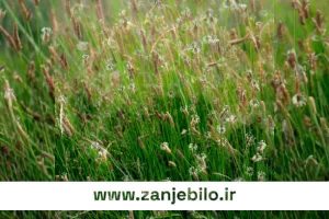 مشاوره خرید عمده تخم بارهنگ