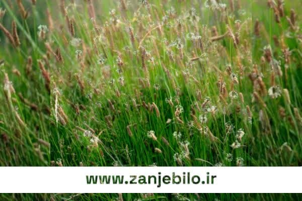 مشاوره خرید عمده تخم بارهنگ