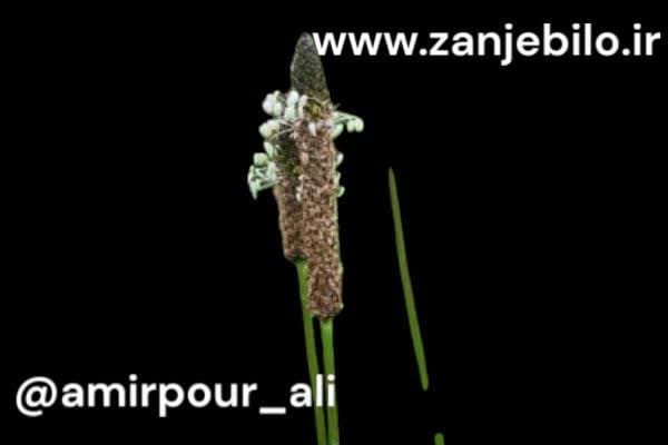 خرید اینترنتی بارهنگ