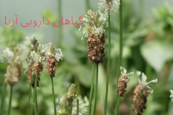 خرید اینترنتی تخم بارهنگ