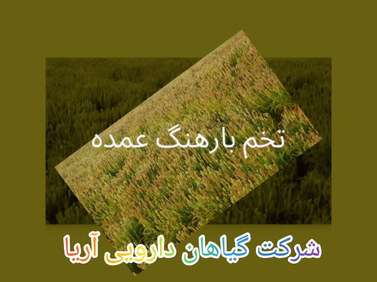 بارهنگ عمده