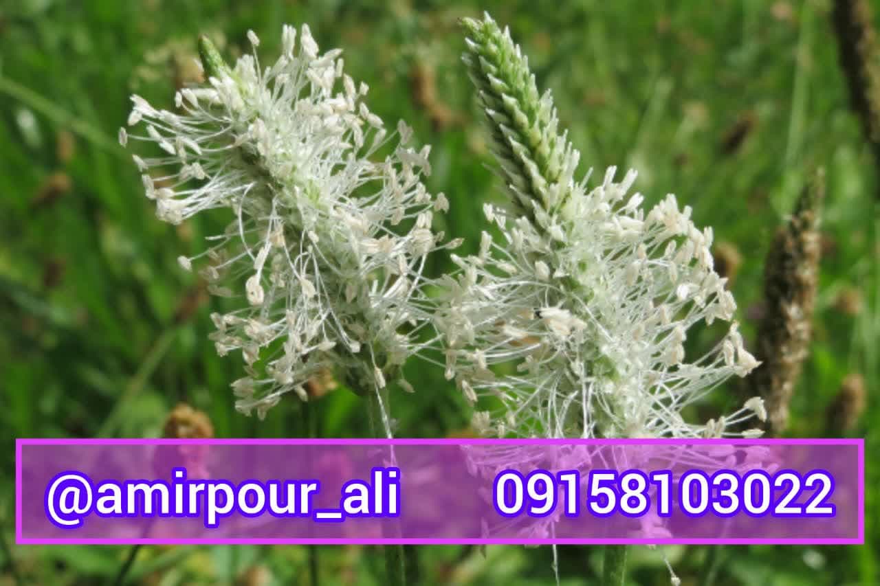 تخم بارهنگ اصل