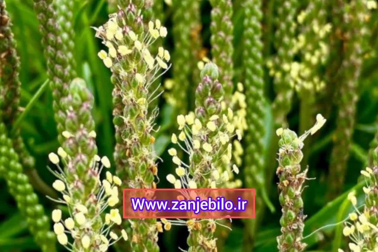 فروش بارهنگ