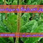 تخم بارهنگ عمده