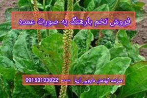 تخم بارهنگ عمده