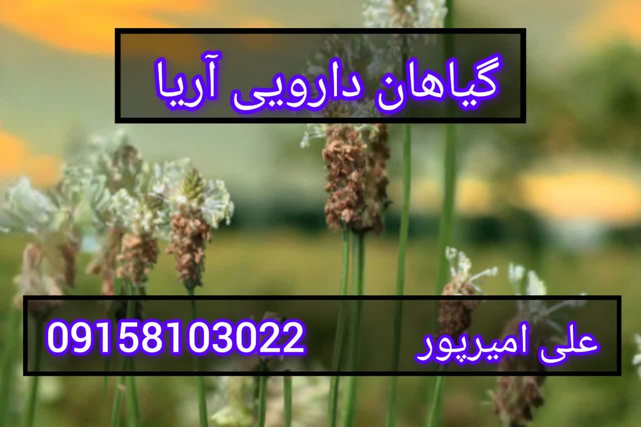 فروش بارهنگ