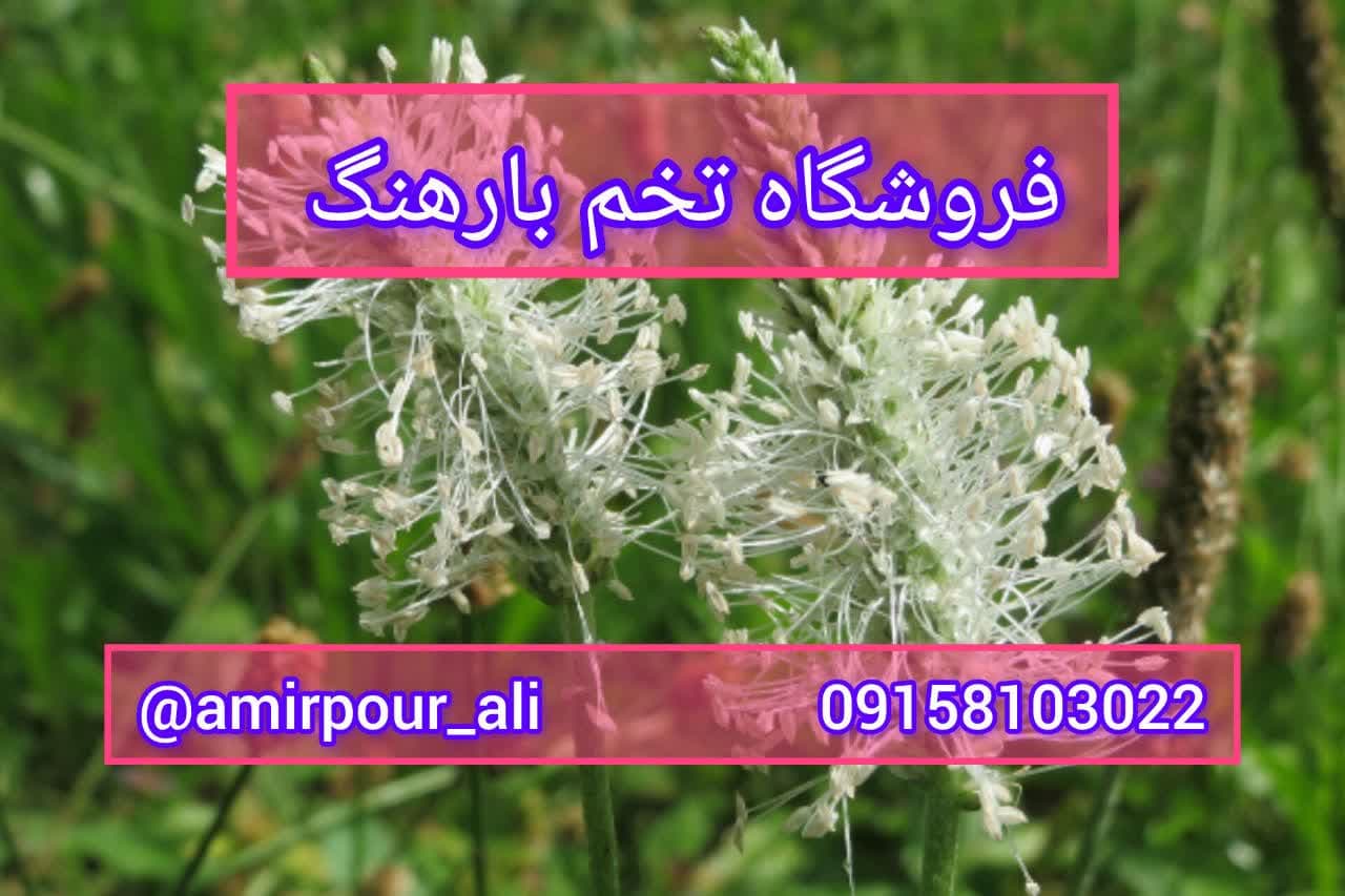 فروشگاه تخم بارهنگ