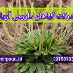 فروش تخم بارهنگ اصل