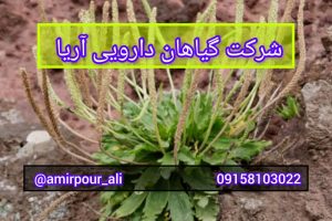 فروش تخم بارهنگ اصل