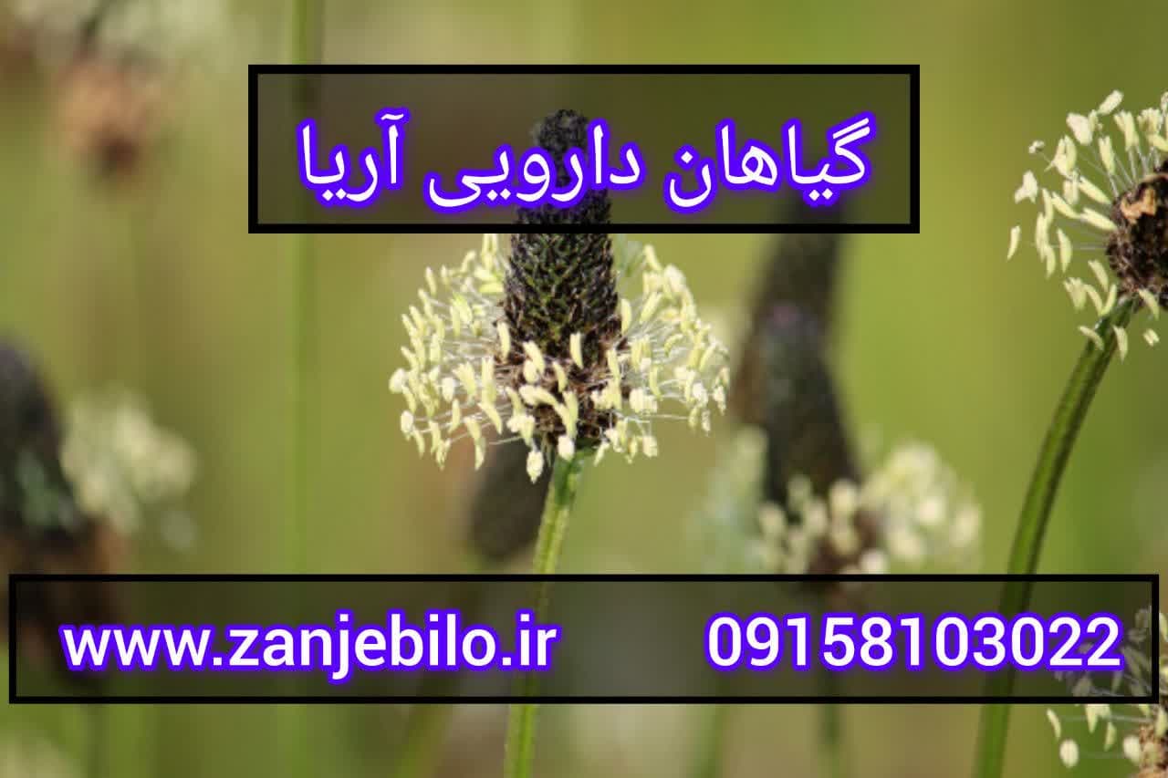 تخم بارهنگ اصل