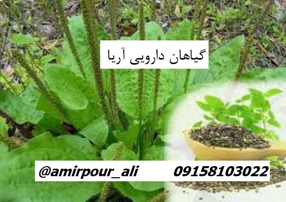 فروش تخم بارهنگ