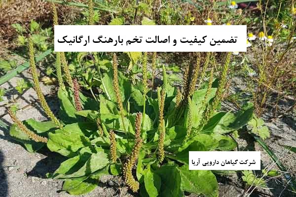 تخم بارهنگ ارگانیک