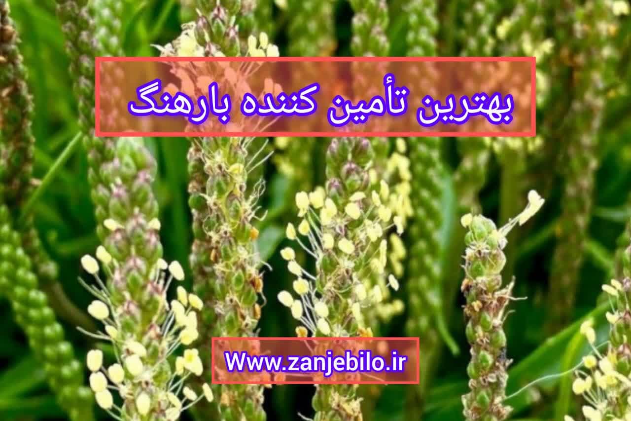 بارهنگ عمده