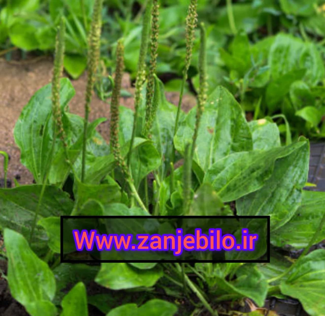 تخم بارهنگ عمده