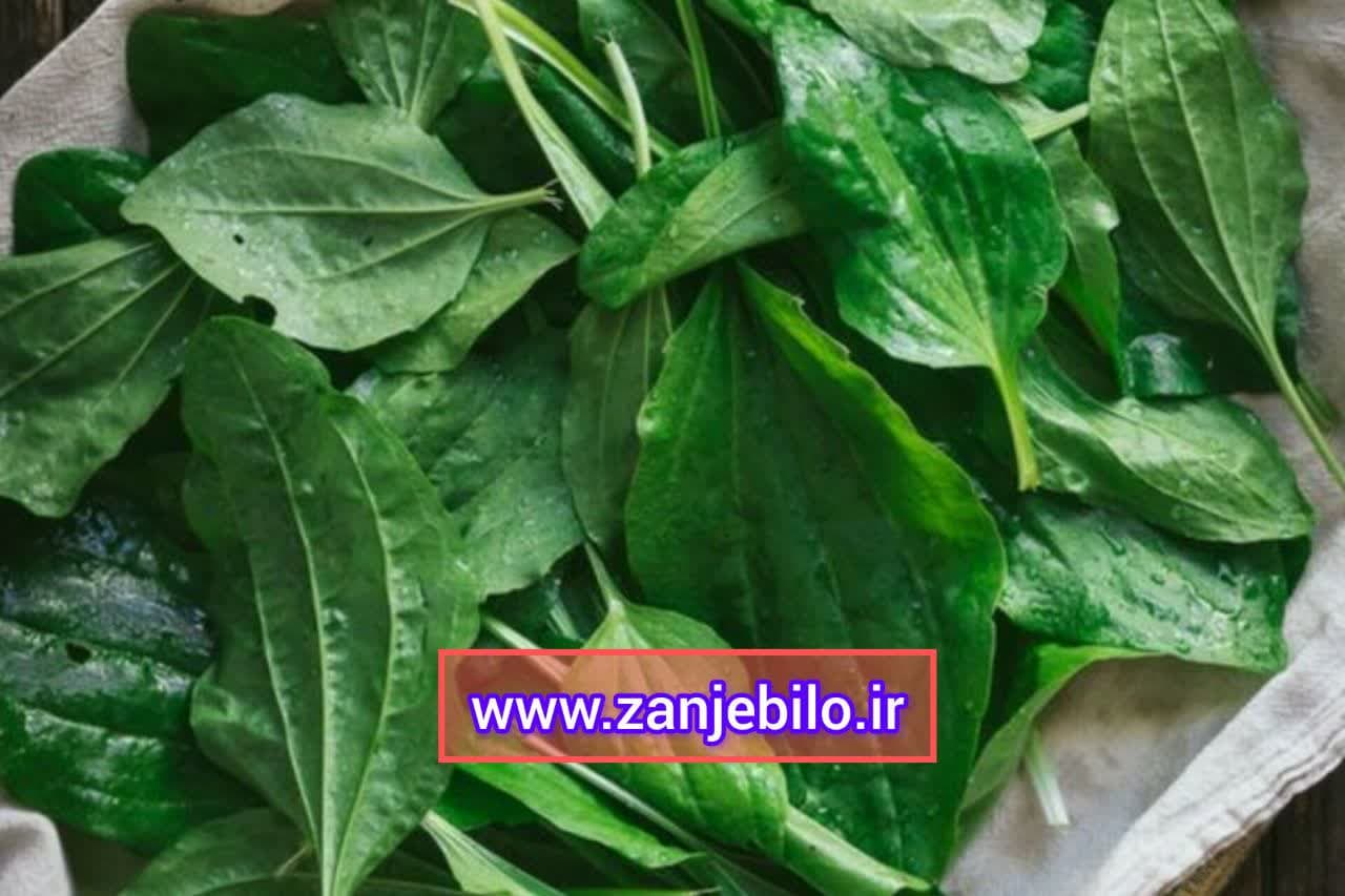 تخم بارهنگ ارزان