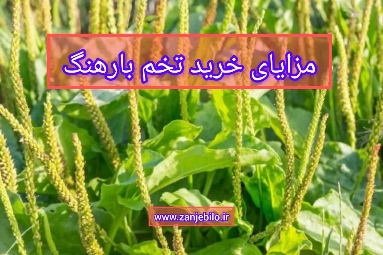 مزایای تخم بارهنگ