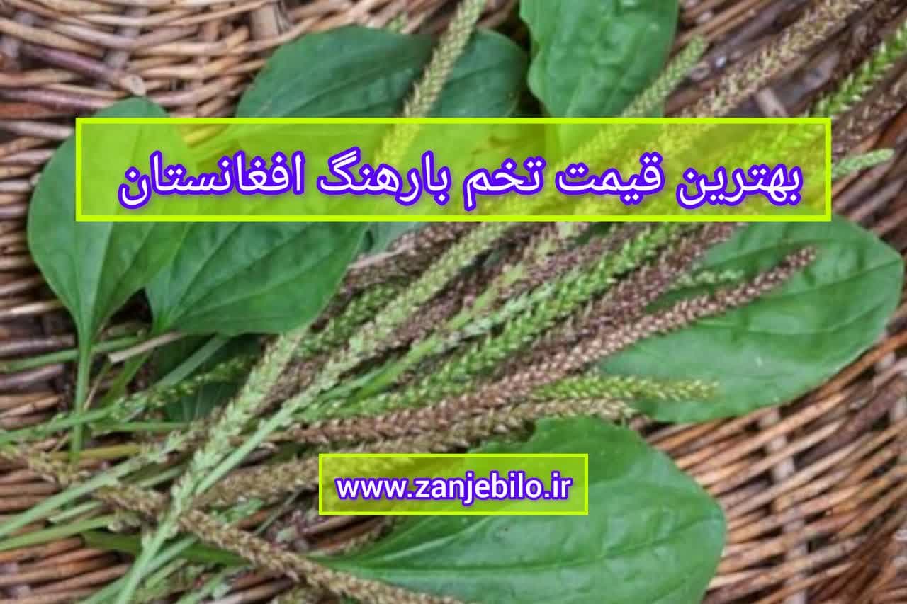 تخم بارهنگ افغانستان