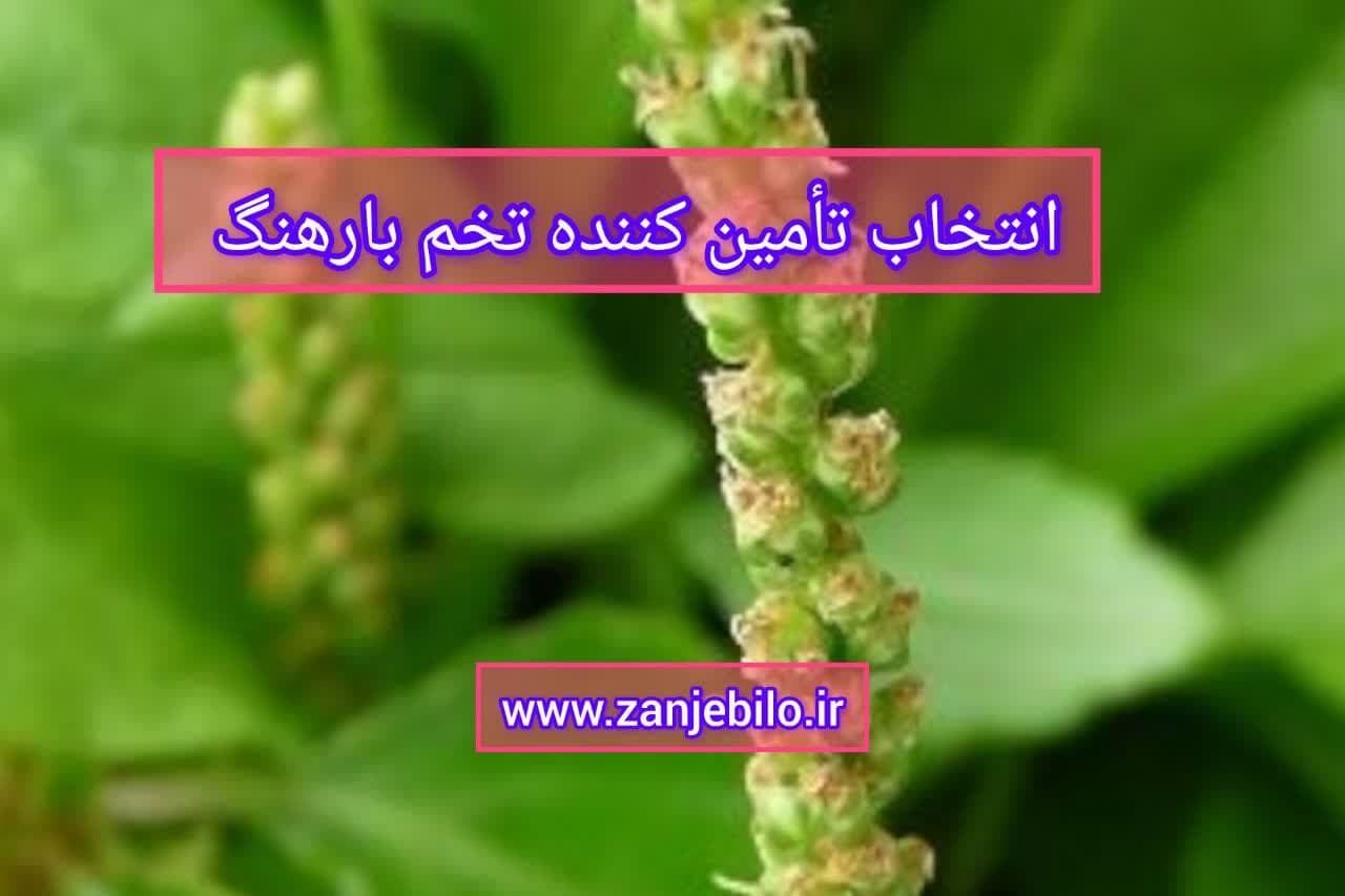 تأمین کننده تخم بارهنگ