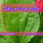 فروش عمده تخم بارهنگ