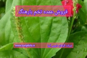 فروش عمده تخم بارهنگ