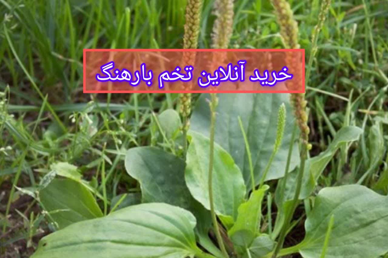 بارهنگ عمده
