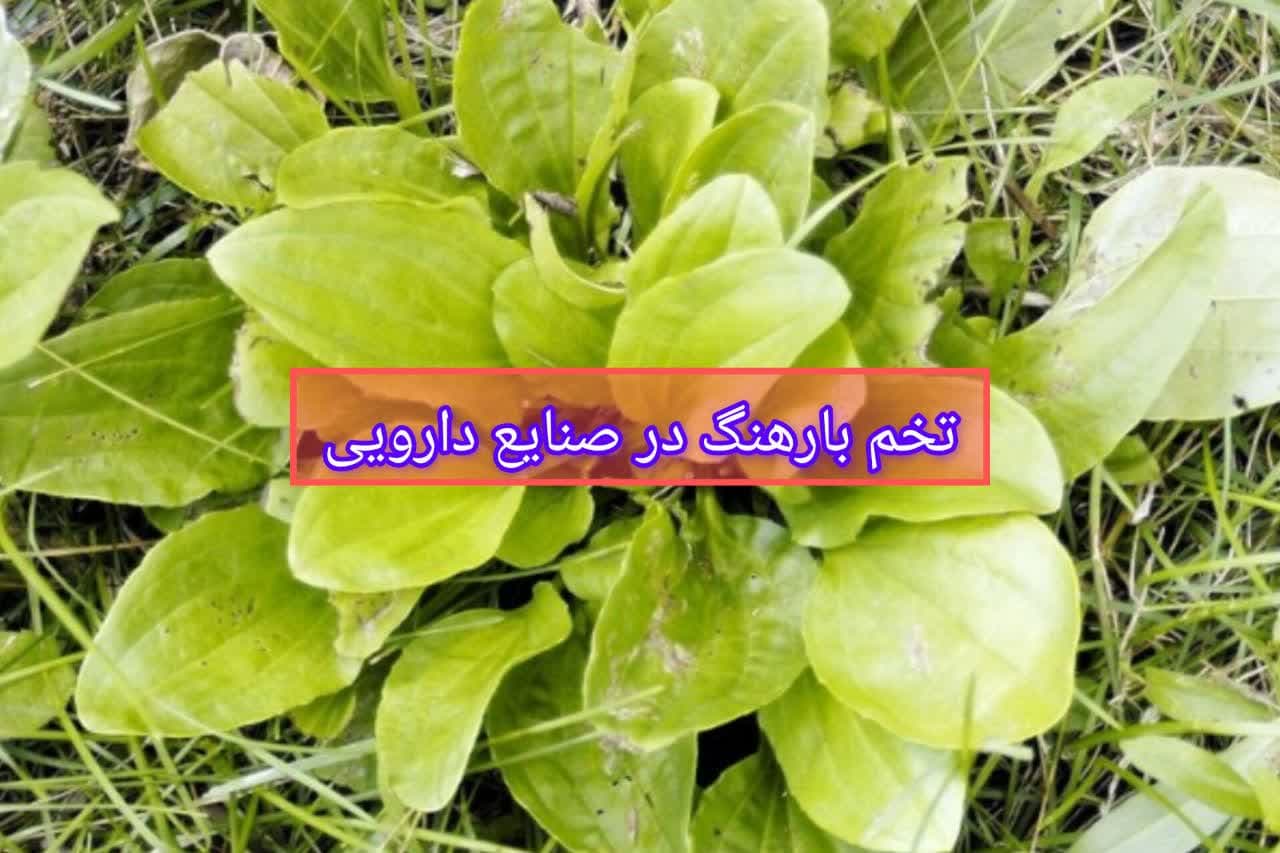 بارهنگ ارزان قیمت