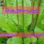 فروش عمده تخم بارهنگ