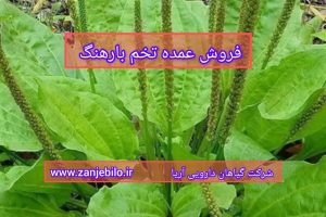 فروش عمده تخم بارهنگ