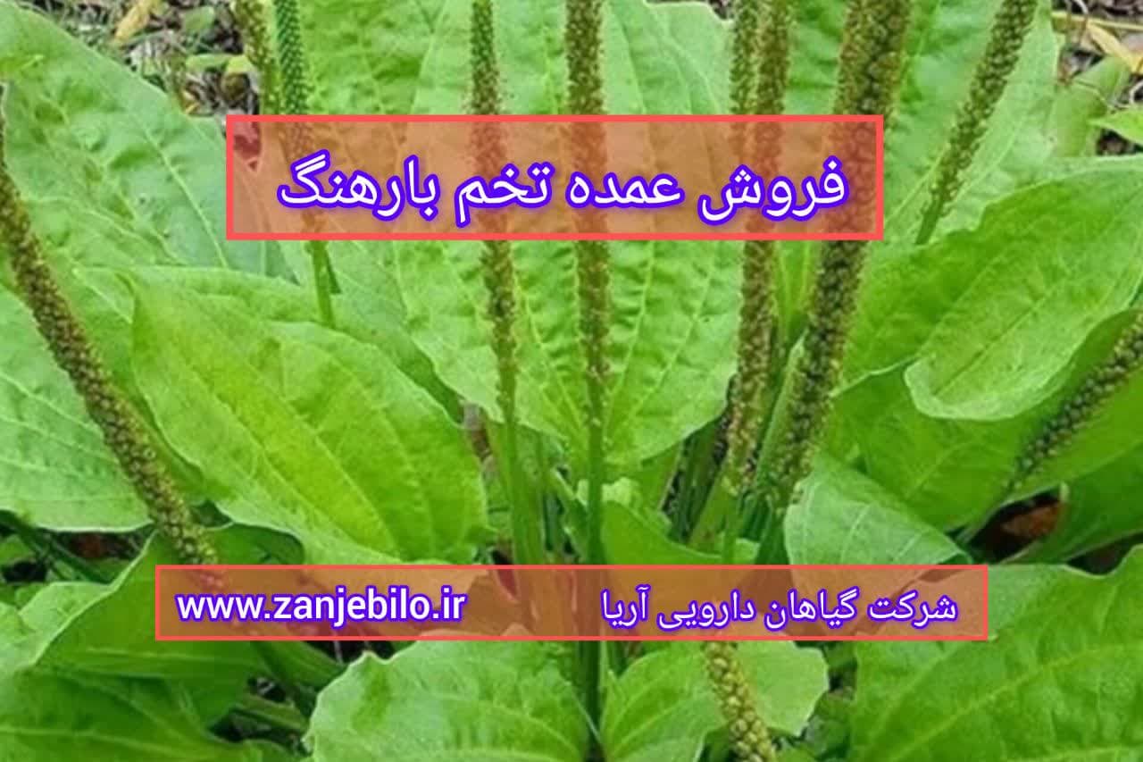 فروش عمده تخم بارهنگ