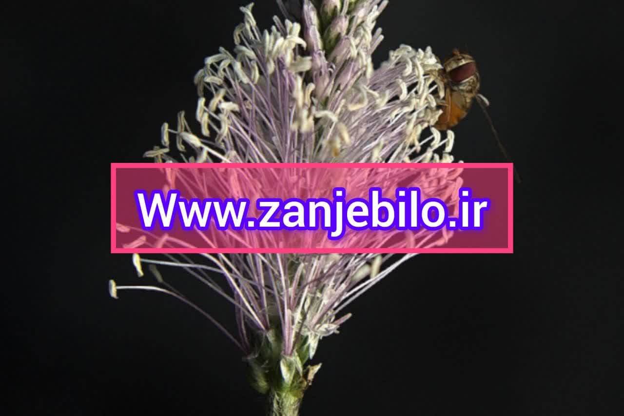 فروش تخم بارهنگ