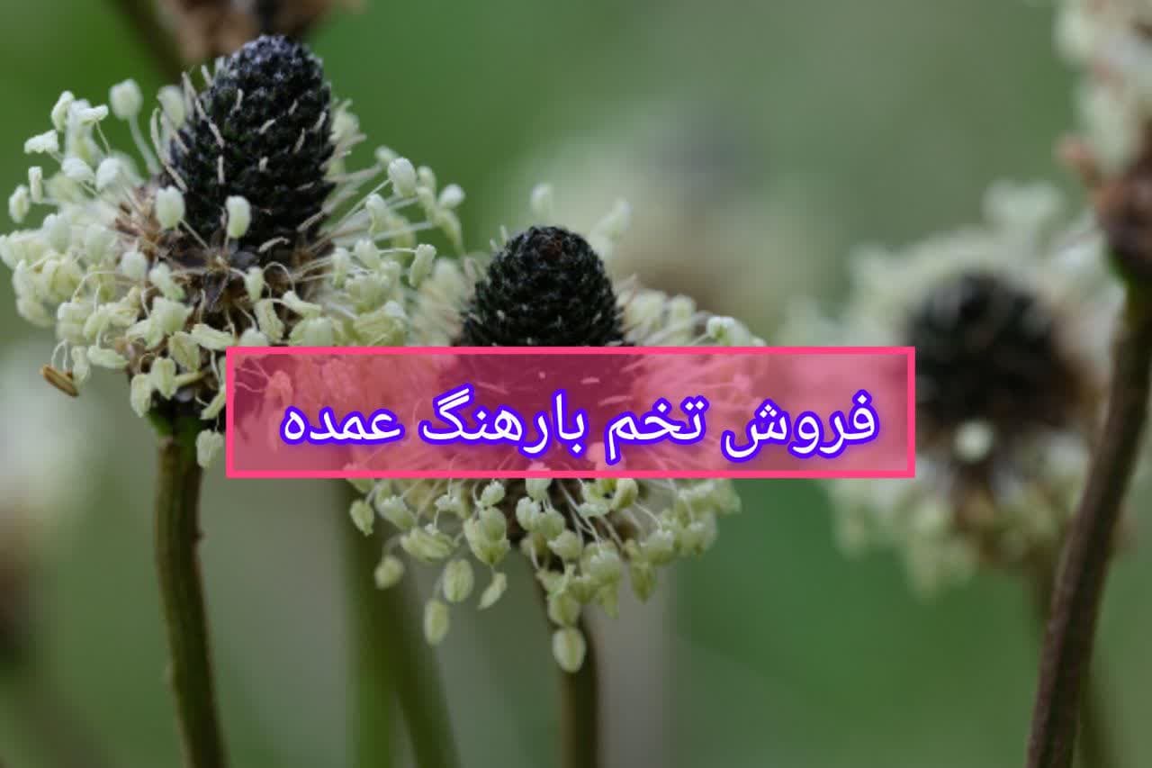 بارهنگ عمده
