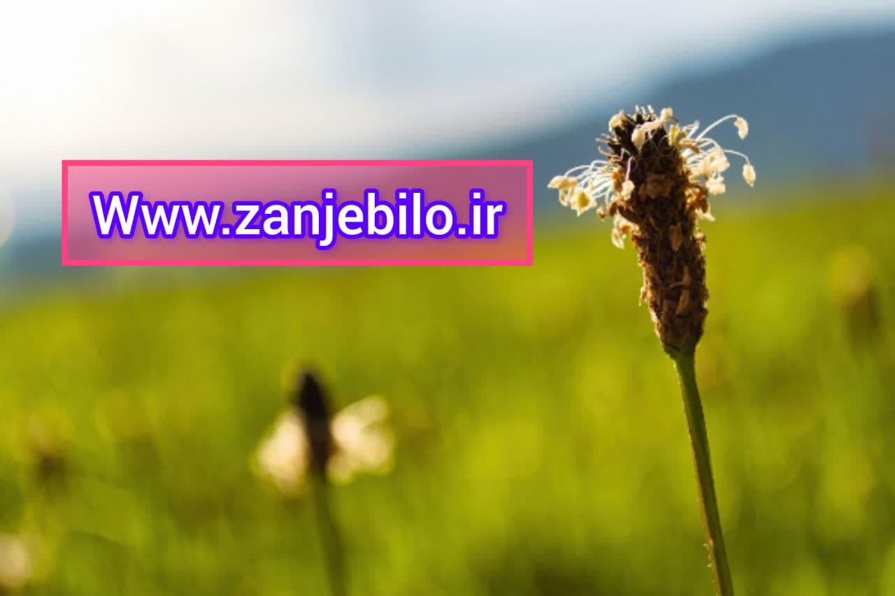 فروش تخم بارهنگ عمده