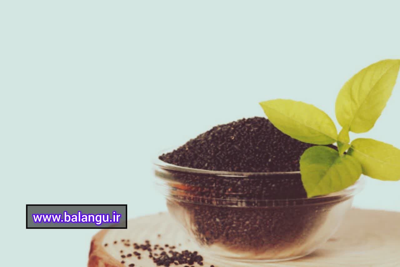 بازار خرید تخم ریحان