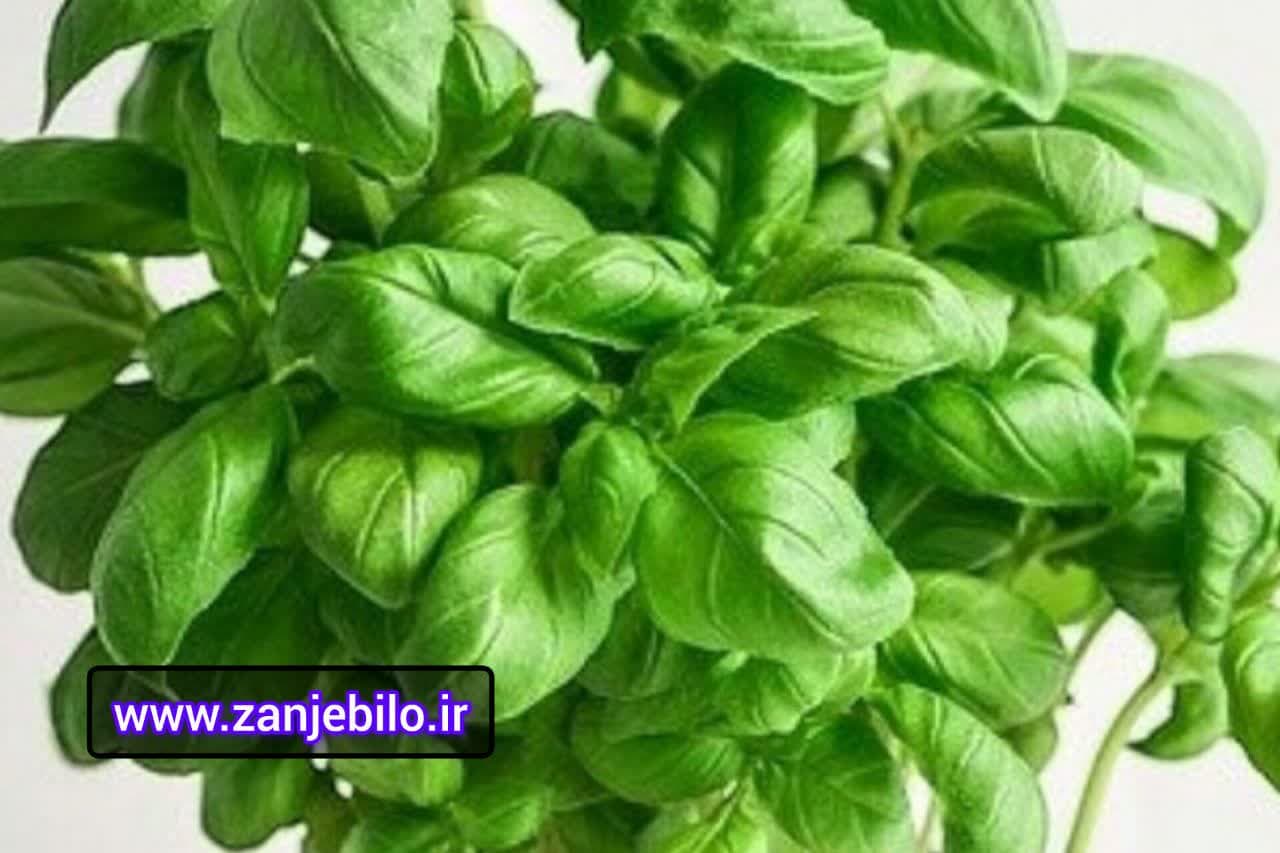 خرید مستقیم تخم ریحان