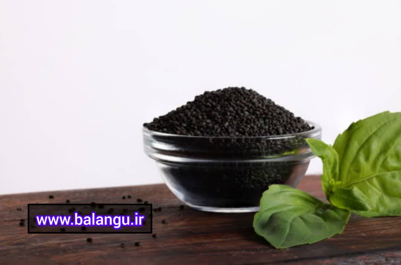 تخم ریحان افغانی